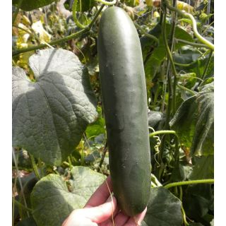 Compra PEPINO KENIA F1 (1.000 Semillas). en la tienda online Fito Agrícola