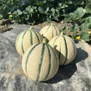 Compra MELÓN ADAGIO F1 (1.000 Semillas) en la tienda online Fito Agrícola