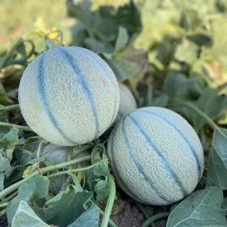 Compra MELÓN SUGARMOON F1 (1.000 Semillas). en la tienda online Fito Agrícola