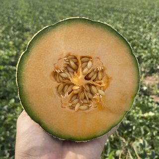 Compra MELÓN SUGARSUN F1 (1.000 Semillas). en la tienda online Fito Agrícola
