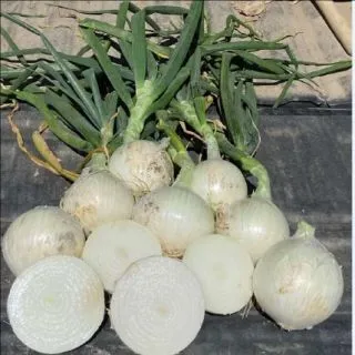 Compra CEBOLLA ALBA BLANCA F1 (100.000 Semillas). en la tienda online Fito Agrícola