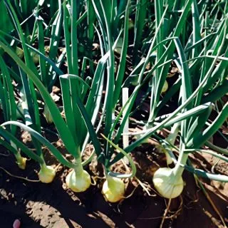 Compra CEBOLLA AUROSEM (250.000 Semillas) en la tienda online Fito Agrícola