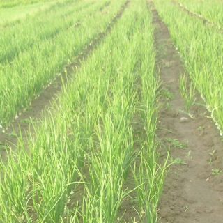 Compra CEBOLLA BIGGER (100.000 Semillas) en la tienda online Fito Agrícola