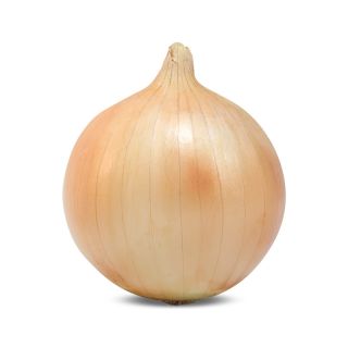 Compra CEBOLLA DUSTER (250.000 Semillas) en la tienda online Fito Agrícola