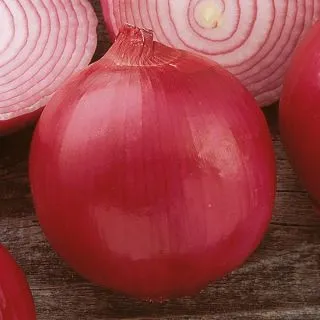 Compra CEBOLLA R 4593 F1 (100.000 Semillas). en la tienda online Fito Agrícola