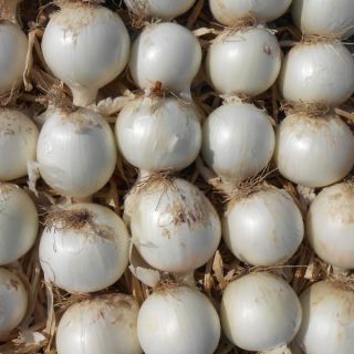 Compra CEBOLLA SV4058NU F1 (100.000 Semillas). en la tienda online Fito Agrícola