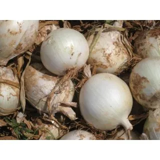 Compra CEBOLLA TACANA F1 (250.000 Semillas). en la tienda online Fito Agrícola