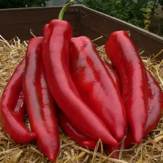 Compra ARDEI MINERVA F1 (1.000 Semințe). en la tienda online Fito Agrícola
