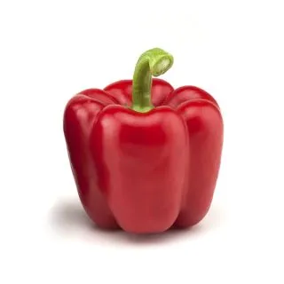 Compra PIMIENTO SV1204PB F1 (1.000 Semillas). en la tienda online Fito Agrícola