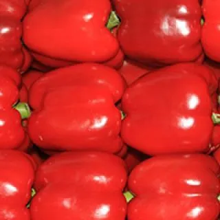 Compra PIMIENTO SV6947PB F1 (1.000 Semillas). en la tienda online Fito Agrícola