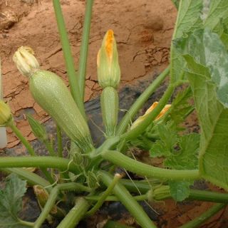 Compra CALABACÍN CLARITA F1 (100 gr.) en la tienda online Fito Agrícola