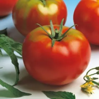 Compra TOMATE OPTIMA F1 Pildorada (5000 Semillas) en la tienda online Fito Agrícola