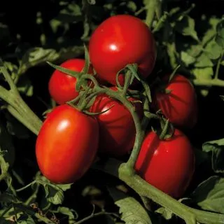 Compra TOMATE SV8840TM F1 (100.000 Semillas). en la tienda online Fito Agrícola