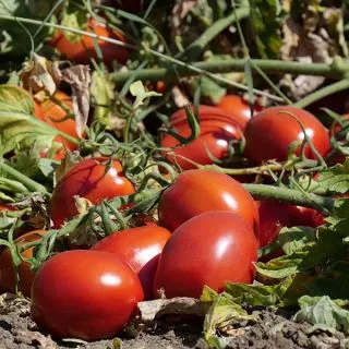 Compra TOMATE SVTM9013 F1 (25.000 Semillas). en la tienda online Fito Agrícola
