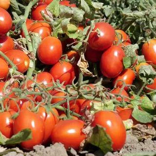 Compra TOMATE SVTM9018 F1 (25.000 Semillas). en la tienda online Fito Agrícola