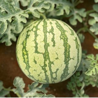 Compra SANDÍA LUNALINDA F1 (1.000 Semillas). en la tienda online Fito Agrícola