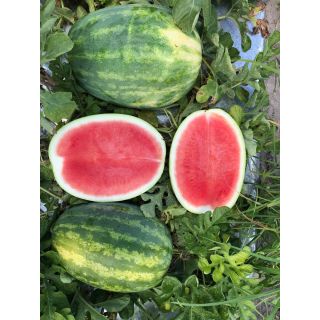 Compra SANDÍA SHORELINE F1 (1.000 Semillas). en la tienda online Fito Agrícola