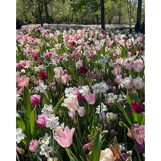 Compra SILK (100 Unid.). en la tienda online Fito Agrícola