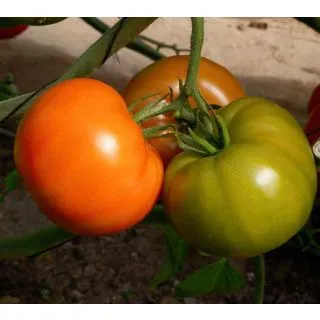 Compra TOMATE SOLOGO F1 (1000 Semillas) en la tienda online Fito Agrícola