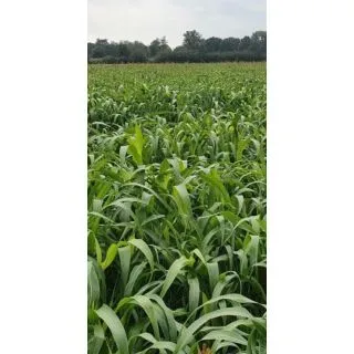 Compra SORGO SUZY (25 Kgr.). en la tienda online Fito Agrícola