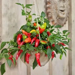 Compra ARDEI SPICY JANE F1 (1000 semințe). en la tienda online Fito Agrícola
