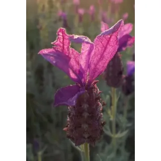 Compra LAVANDA STOECHAS ROSA (126 Plantas). en la tienda online Fito Agrícola