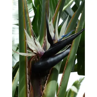 Compra STRELITZIA NICOLAII (84 Plantas). en la tienda online Fito Agrícola