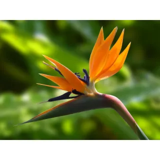 Compra STRELITZIA REGINAE (84 Plantas). en la tienda online Fito Agrícola