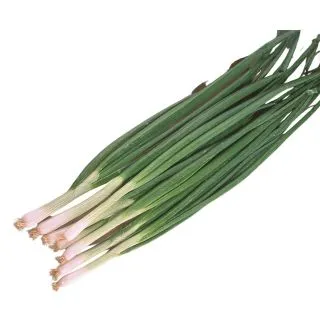 Compra CEBOLLA SUMMER ISLAND F1 Sin Tratar (25.000 Semillas) en la tienda online Fito Agrícola