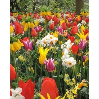 Compra SUNSHINE (100 Unid.). en la tienda online Fito Agrícola