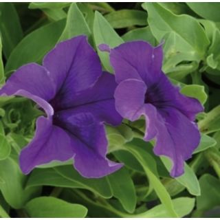 Compra SURFÍNIA AZUL (126 Plantas). en la tienda online Fito Agrícola