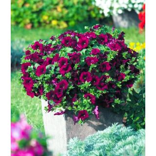 Compra SURFÍNIA BURGUNDY WINE RED (126 Plantas). en la tienda online Fito Agrícola