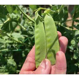 Compra GUISANTE SWEET HORIZON (500 gr.) en la tienda online Fito Agrícola