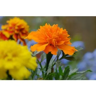 Compra TAGETE PATULA BONITA MIX - Comestible (100 gr.) en la tienda online Fito Agrícola