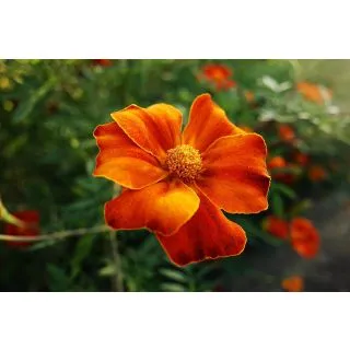 Compra TAGETE PATULA PETITTE MIX - Comestible (100 gr.) en la tienda online Fito Agrícola