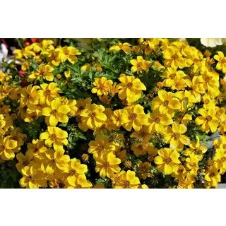 Compra TAGETE TENUIFOLIA LEMON GEM - Comestible (100 gr.). en la tienda online Fito Agrícola