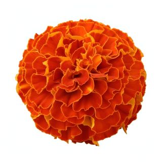 Compra TAGETE TRIPLOIDE ZENITH ROJO (240 Plantas). en la tienda online Fito Agrícola