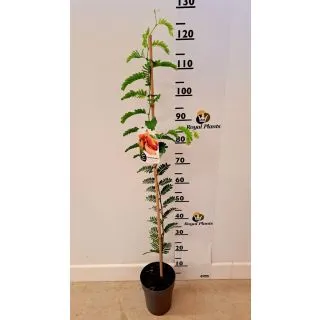 Compra TAMARINDO en la tienda online Fito Agrícola