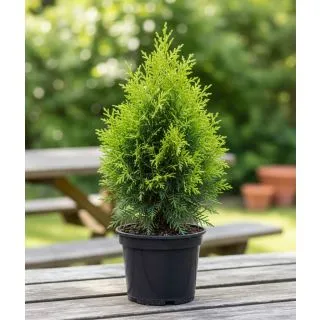 Compra THUYA ORIENTAL en la tienda online Fito Agrícola