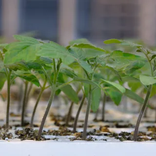 Compra TOMATE ARNOLD F-1 (10.000 Semillas) en la tienda online Fito Agrícola