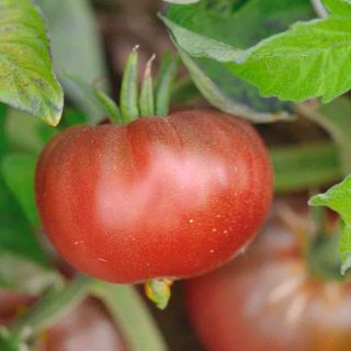 Compra TOMATE BLACK ETHIOPIAN AB (30 Semillas). en la tienda online Fito Agrícola