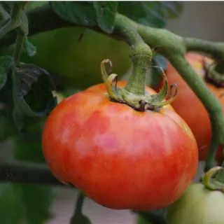 Compra TOMATE DELICATE AB (50 Semillas). en la tienda online Fito Agrícola