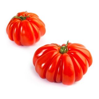 Compra TOMATE GIGANTE DE ITALIA M11 en la tienda online Fito Agrícola