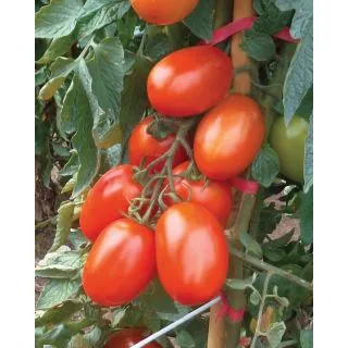Compra TOMATE KOKÒ F1 (1.000 Semillas). en la tienda online Fito Agrícola