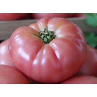 Compra TOMATE ROSA M11 en la tienda online Fito Agrícola
