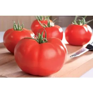 Compra TOMATE SUPERSTEAK F1 (1000 Semillas) en la tienda online Fito Agrícola