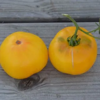 Compra TOMATE TC JONES AB (30 Semillas). en la tienda online Fito Agrícola