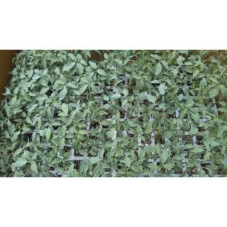 Compra TOMATE OBELIX EPS150 en la tienda online Fito Agrícola