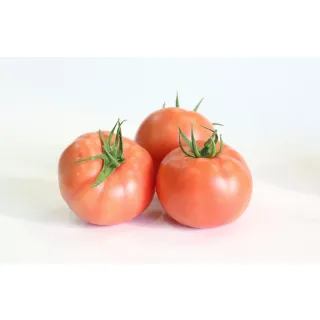 Compra TOMATE TX 2122 F1 (1.000 Semillas). en la tienda online Fito Agrícola