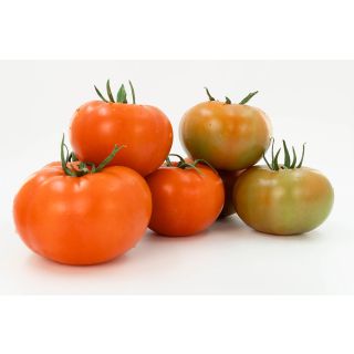 Compra TOMATE ABRAMS F-1 (500 Semillas) en la tienda online Fito Agrícola
